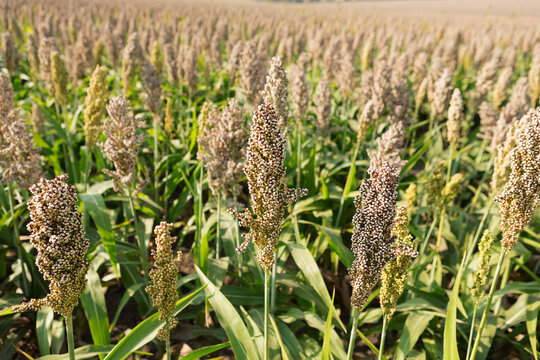 Ripe white sorghum field before harvesting. Mature grain sorghum panicles growing in agricultural farmland