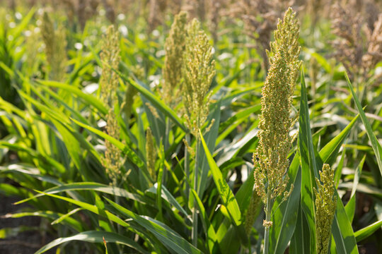 Young green sorghum grain head close up with field background. Cereal crop cultivation concept