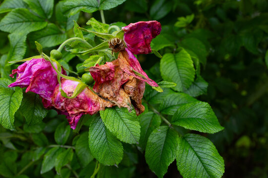 Dying rose flower with young green rose hips on a garden branch