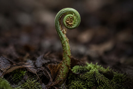 Involute fern fiddlehead in forest moss, growth and nature renewal concept