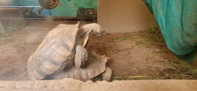 Pair of Giant Tortoises Mating inside Enclosure at Zoo