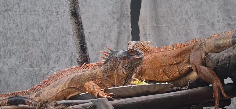 Two  Iguanas Resting together on Wooden Perch in Zoo Enclosure