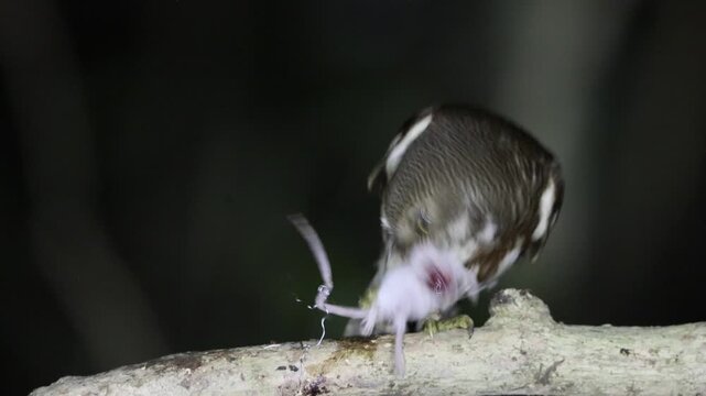 The Javan owlet (Glaucidium castanopterum) is a species of owl in the family Strigidae. It is native to the islands of Java and Bali.