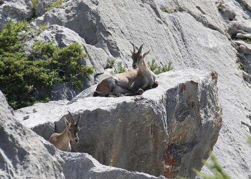 Bouquetin couch&eacute; sur un rocher dans les Alpes de Haute Provence en France