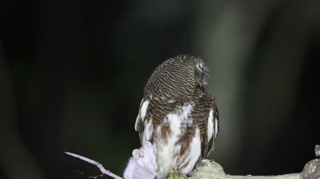 The Javan owlet (Glaucidium castanopterum) is a species of owl in the family Strigidae. It is native to the islands of Java and Bali.