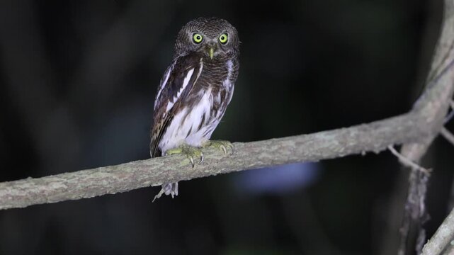 The Javan owlet (Glaucidium castanopterum) is a species of owl in the family Strigidae. It is native to the islands of Java and Bali.