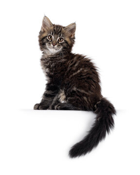 Handsome black tabby polydactyl Maine Coon cat kitten, sitting up side ways on edge. Looking curious and confident towards camera. Isolated on a white background.
