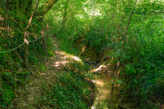 Sentier forestier ombrag&eacute; le long d'un ruisseau en &eacute;t&eacute;