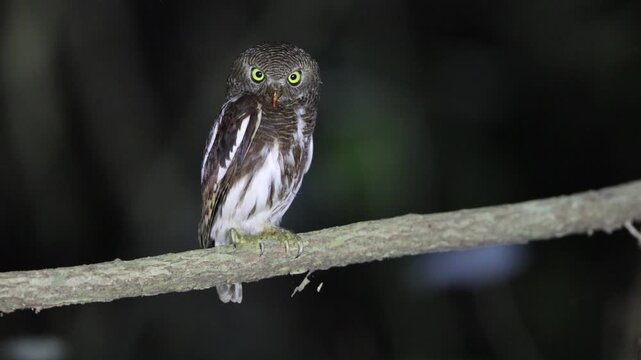 The Javan owlet (Glaucidium castanopterum) is a species of owl in the family Strigidae. It is native to the islands of Java and Bali.