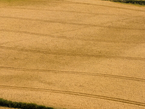 Aerial view of a golden wheat field with visible tractor tramlines and a green hedgerow border in Clogherhead, County Louth, Ireland.