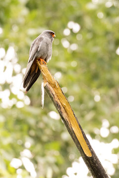 m&auml;nnlicher Rotfu&szlig;falke auf einem Baum