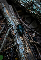Naklejka premium Biodiversity and natural ecosystem, dark iridescent beetle crawling on decaying wood in a forest environment