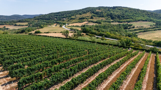 Aerial view of a lush green vineyard stretching across rolling hills with a winding road and forested slopes in the background in Beocin, Vojvodina, Serbia.