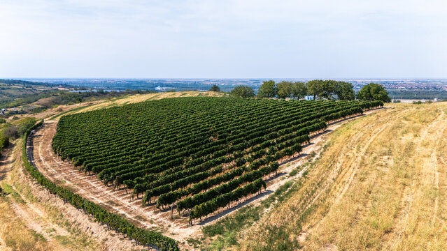Aerial view of a lush green vineyard with neat rows of vines stretching across a hillside, surrounded by dry golden fields and a line of trees in Beocin, Vojvodina, Serbia.