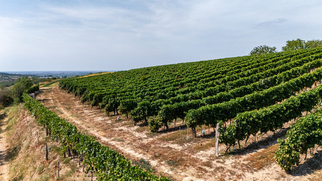 Aerial view of lush green vineyard rows stretching across a gentle hillside under a clear blue sky in Beocin, Vojvodina, Serbia.