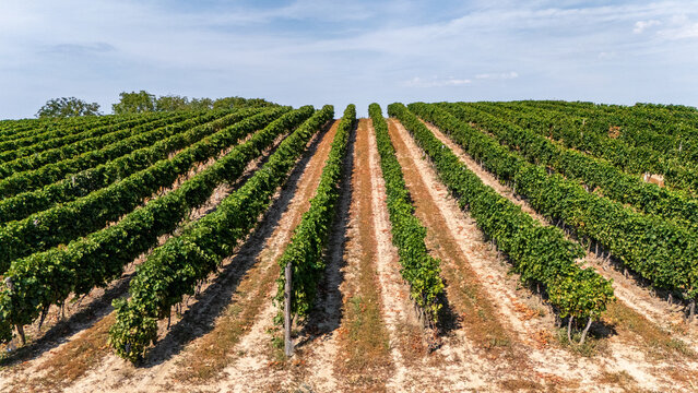 Aerial view of lush green rows of grapevines in a vineyard under a clear blue sky in Beocin, Vojvodina, Serbia.