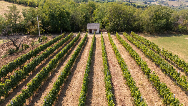 Aerial view of rows of grapevines in a vineyard with a small shed in the background, surrounded by lush trees and fields in Beocin, Vojvodina, Serbia.