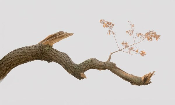 A weathered tree branch, angled and reaching, with broken ends and autumnal leaves