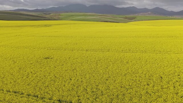 Aerial of bright yellow fields, canola
