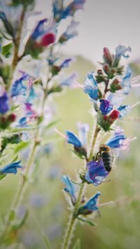 Close-Up of Blue and Purple Wildflowers with bee collecting nectar