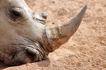 Close-up portrait of a white rhinoceros (Ceratotherium simum) resting on the ground, with prominent horn and detailed skin texture. © Alessandro