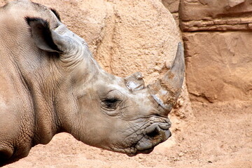 Side profile portrait of a white rhinoceros (Ceratotherium simum) showing its large horn and wrinkled skin. © Alessandro