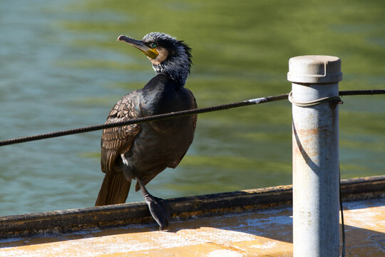 Great Cormorant in Breeding Plumage at Shinobazu Pond Tokyo