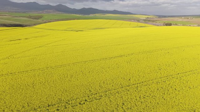 Aerial of bright yellow fields, canola