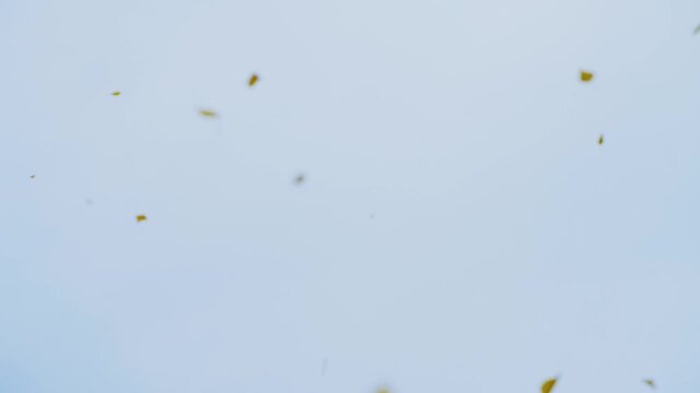 Light breeze moves golden leaves against soft blue sky. Gentle movement creates calm, peaceful atmosphere. Perfect for nature, tranquility, or seasonal transitions. Use in meditation, travel