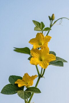 Yellow squash blossoms grow on vine plant with green leaves. Bright summer flowers open to clear blue sky. Budding plant shows new growth in garden.