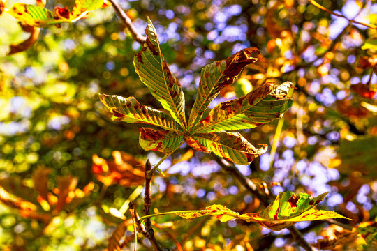 Closeup view of horse chestnut leaves with brown edges and warm golden sunlight shining through a colorful autumn canopy with soft bokeh in the background