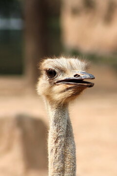 Close-up portrait of an African ostrich (Struthio camelus) with open beak and expressive eye against a blurred background.