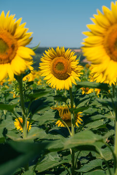 Champ de tournesols en fleur sous un ciel bleu d'&eacute;t&eacute;