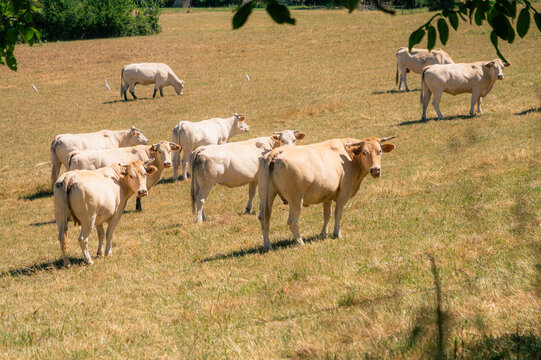 Troupeau de vaches blondes d'Aquitaine dans un pr&eacute; en &eacute;t&eacute;