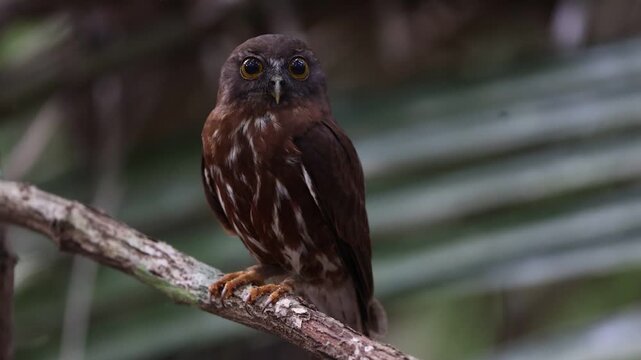 The brown boobook (Ninox scutulata), also known as the brown hawk-owl, is a typical owl species. This photo was taken in Java island, Indonesia.