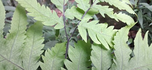 Fresh green fern leaves with natural symmetry pattern © Dewa Dewi