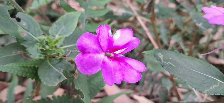 Purple Periwinkle Flowers in Sunlight