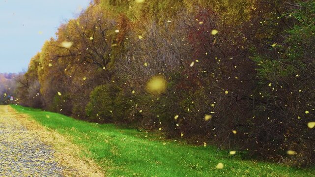 Autumn leaves swirl gently in crisp air along winding gravel path. Trees show fiery reds, golds, and deep browns. Green grass borders road, enhancing seasonal contrast. Ideal for travel, nature