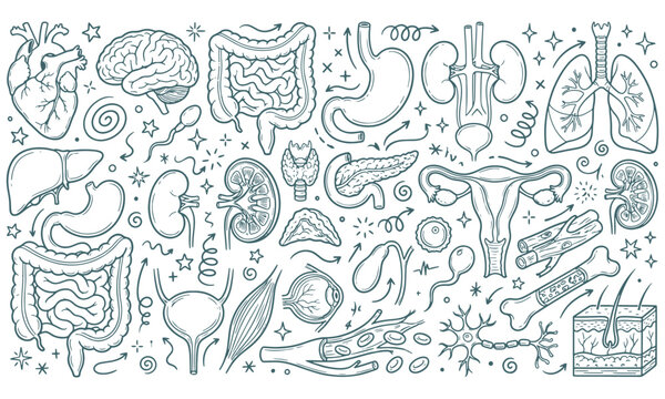 Comprehensive set of human internal organs anatomy systems medical elements hand drawn doodle vector illustration internal illustration intestine physiological structure