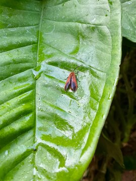 Orange Tiger Moth on Wet Green Leaf Macro Photography in Tropical Forest 