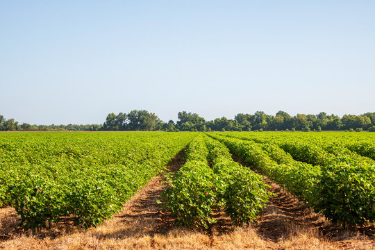 North Louisiana Cotton Field in August