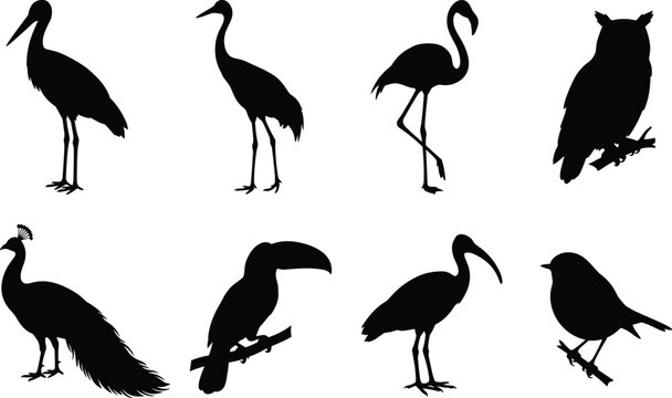 Birds silhouette vector collection set isolated on white background for wildlife and nature design