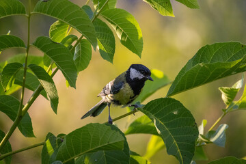 An adult male great tit (Parus major) perched on a walnut tree branch with green leaves against a light green background and looking toward the camera lens on a sunny summer day. Wildlife photography © Mariia