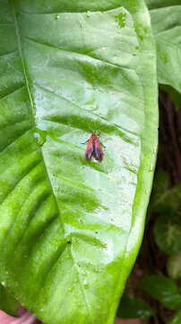 4K Macro Video of Orange Tiger Moth Crawling on Wet Green Leaf with Water Droplets