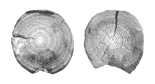 Natural wood texture with tree rings and grain pattern vector illustration set. Cross-section of trunk grunge stamp print showing annual growth circles of wooden stump with organic line collection.