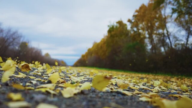 Low-angle view of autumn leaves drifting across wet pavement. Trees with golden foliage line roadside. Sky overcast with soft light. Leaves scatter gently in wind
