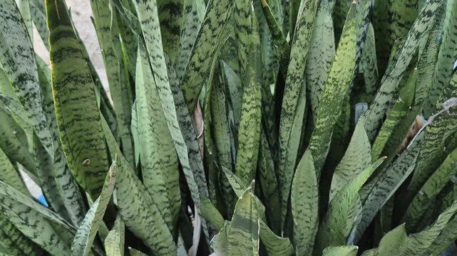 Close-Up of Green Snake Plant (Sansevieria Trifasciata) Leaves Growing Outdoors