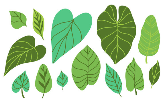 Flat vector illustration collection of calathea, philodendron, anthurium, banana leaf. Clip art set of leaves with different types and shapes for logo, poster, web banner, or print design. 