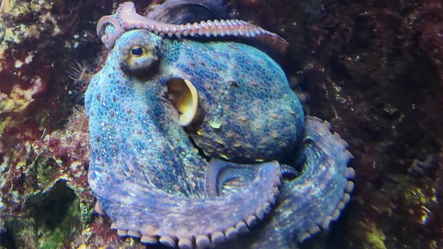 Close-up of a common octopus with textured blue-grey skin and visible suckers resting among rocks, ideal footage for marine documentaries and aquarium content
