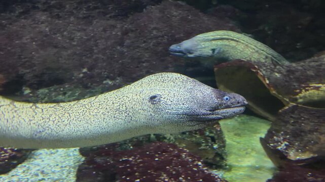 Close-up of a Mediterranean moray eel with mottled skin gliding along a rocky reef, ideal footage for marine documentaries and aquarium content